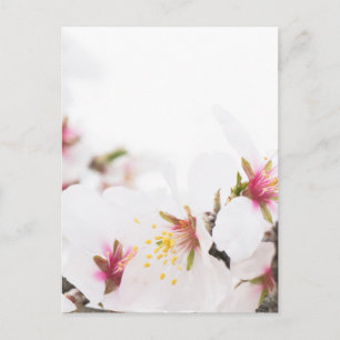 Mandelblüte Postkarte