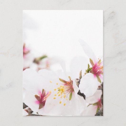 Mandelblüte Postkarte (Vorderseite)
