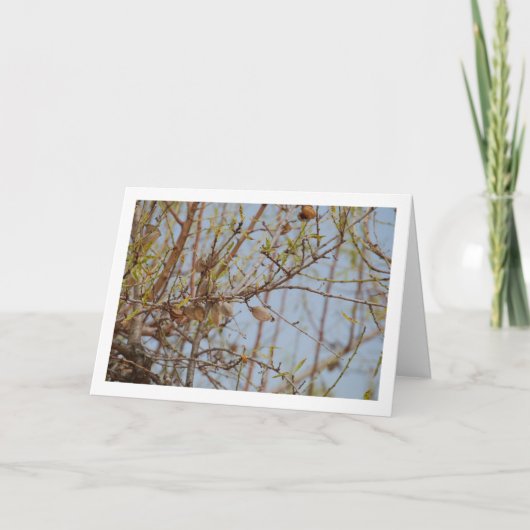 Mandeln in Zweigstellen Karte (Vorderseite)