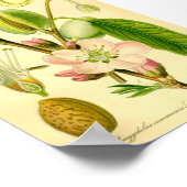 Mandeln (Prunus amygdalus) Poster (Ecke)