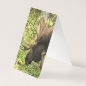 Mandering Moose (Rückseite)