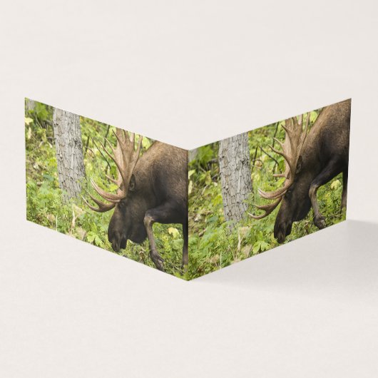 Mandering Moose (Vorderseite)