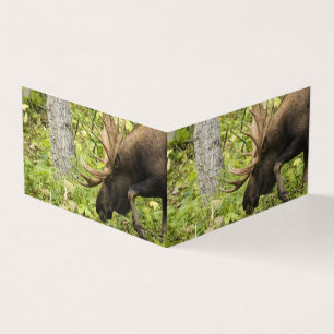 Mandering Moose