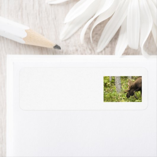 Mandering Moose (Insitu)