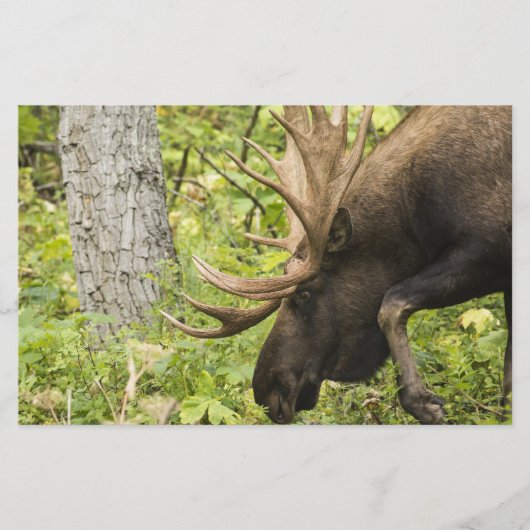 Mandering Moose Briefpapier (Vorderseite)