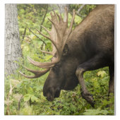 Mandering Moose Fliese (Vorderseite)