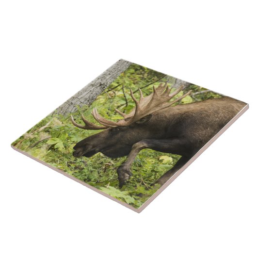 Mandering Moose Fliese (Seite)