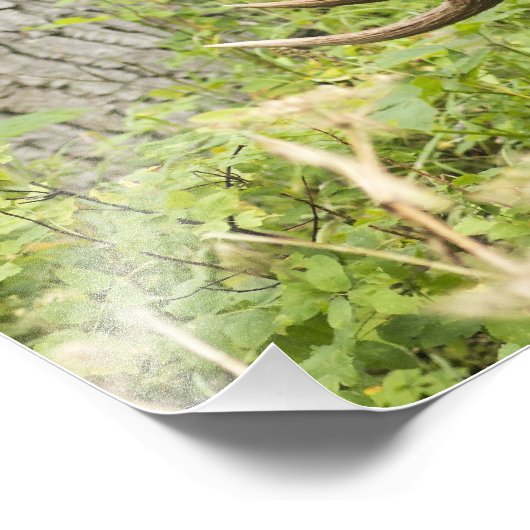 Mandering Moose Fotodruck (Ecke)