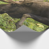 Mandering Moose Geschenkpapier (Ecke)