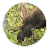 Mandering Moose Keramikknauf (Vorderseite)