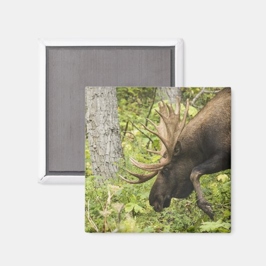 Mandering Moose Magnet (Vorderseite/Rückseite)