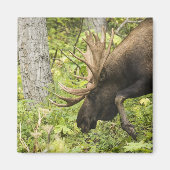 Mandering Moose Magnet (Vorne)