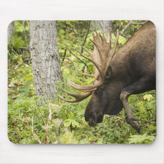 Mandering Moose Mousepad (Vorne)