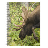 Mandering Moose Notizblock (Vorderseite)
