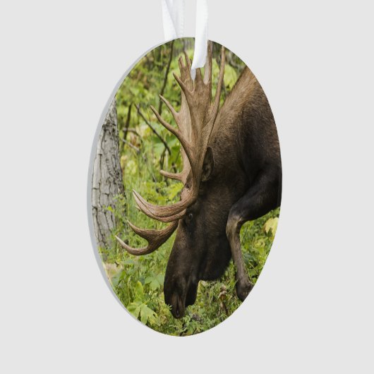 Mandering Moose Ornament (Vorderseite)
