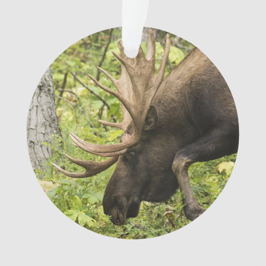 Mandering Moose Ornament (Vorderseite)