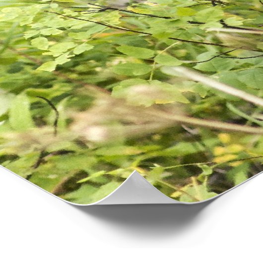 Mandering Moose Poster (Ecke)