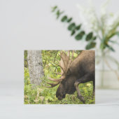 Mandering Moose Postkarte (Stehend Vorderseite)