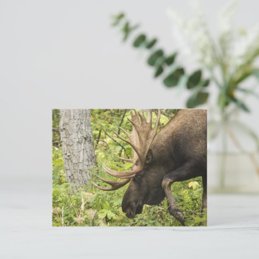 Mandering Moose Postkarte (Stehend Vorderseite)