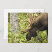 Mandering Moose Postkarte (Vorne/Hinten)
