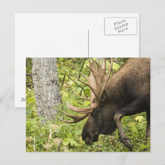 Mandering Moose Postkarte (Vorne/Hinten)