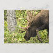 Mandering Moose Postkarte (Vorderseite)