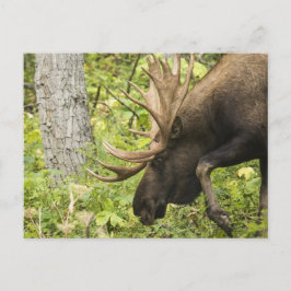 Mandering Moose Postkarte
