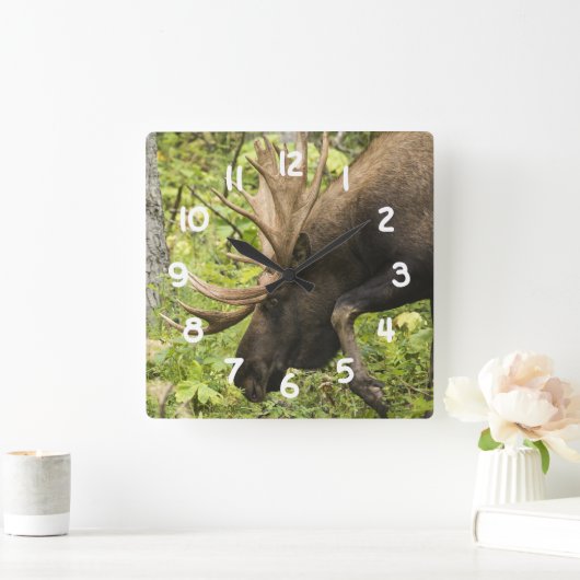 Mandering Moose Quadratische Wanduhr (Zuhause)