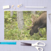 Mandering Moose Seidenpapier (Handwerk)