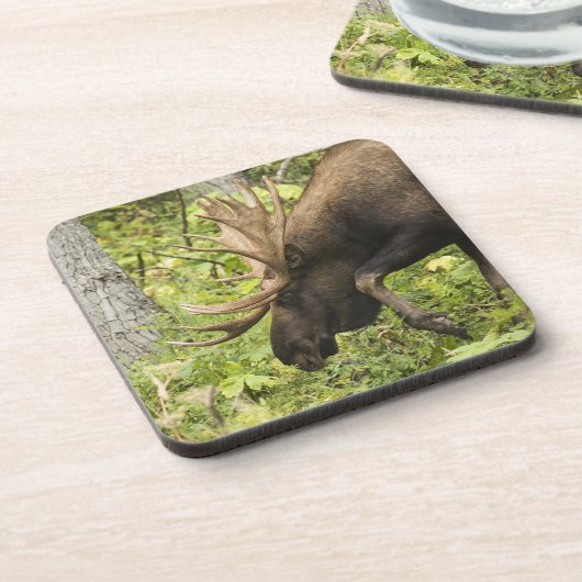 Mandering Moose Untersetzer (Linke Seite)