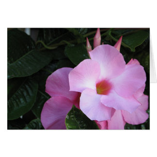 Mandevilla