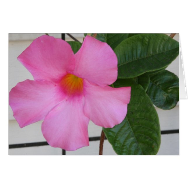 Mandevilla (Vorderseite (Horizontal))