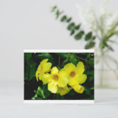 Mandevilla.JPG Postkarte (Stehend Vorderseite)