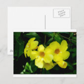 Mandevilla.JPG Postkarte (Vorne/Hinten)