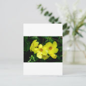 Mandevilla.JPG Postkarte (Stehend Vorderseite)