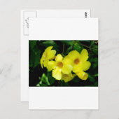 Mandevilla.JPG Postkarte (Vorne/Hinten)