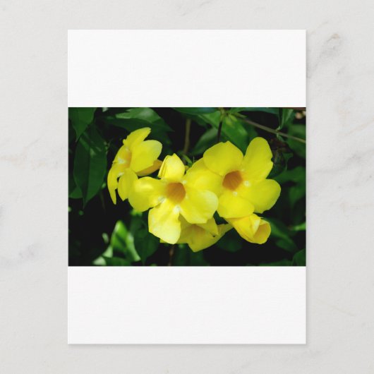 Mandevilla.JPG Postkarte (Vorderseite)