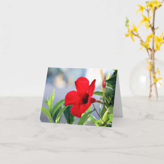 Mandevilla Karte (Gelbe Blume)