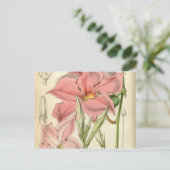 Mandevilla martiana postkarte (Stehend Vorderseite)