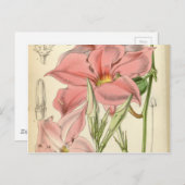 Mandevilla martiana postkarte (Vorne/Hinten)