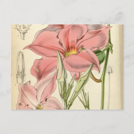 Mandevilla martiana postkarte (Vorderseite)