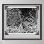 Mandolin Iris Garden Black and White Snapshot Poster (Vorne)