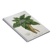 Mandragora Officinarum von 'Phytographie Medicale Notizblock (Rechte Seite)