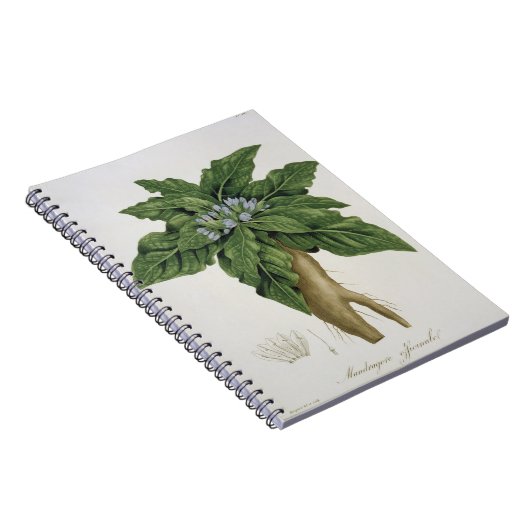 Mandragora Officinarum von 'Phytographie Medicale Notizblock (Rechte Seite)