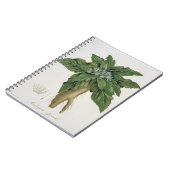 Mandragora Officinarum von 'Phytographie Medicale Notizblock (Linke Seite)