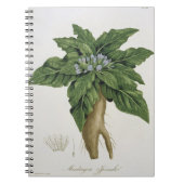 Mandragora Officinarum von 'Phytographie Medicale Notizblock (Vorderseite)