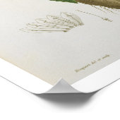 Mandragora Officinarum von "Phytographie Medicale Poster (Ecke)