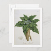 Mandragora Officinarum von "Phytographie Medicale Postkarte (Vorne/Hinten)