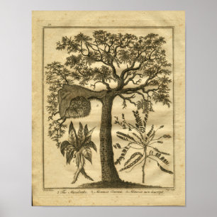 Mandrake Culpeper Kräuterdruck 1817 Poster