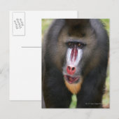 Mandril (Mandrillus sphinx) nah Postkarte (Vorne/Hinten)